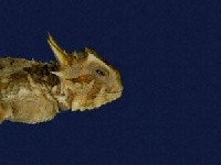 德州角蜥蜴藏品圖，第2張
